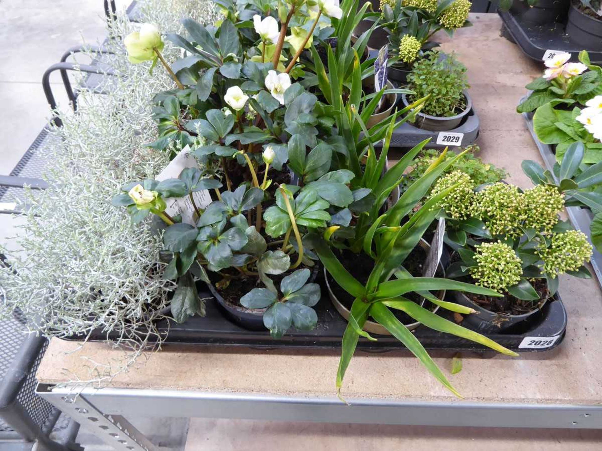 Tray containing 8 pots of mixed perennial border plants