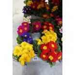 Tray containing 10 pots of mixed coloured primroses