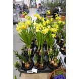 Tray containing 15 pots of narcissus tete.a.tete bulbs