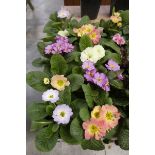 Tray containing 10 pots of polyanthus