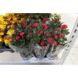 Tray containing 9 potted roses