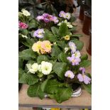Tray containing 10 pots of polyanthus