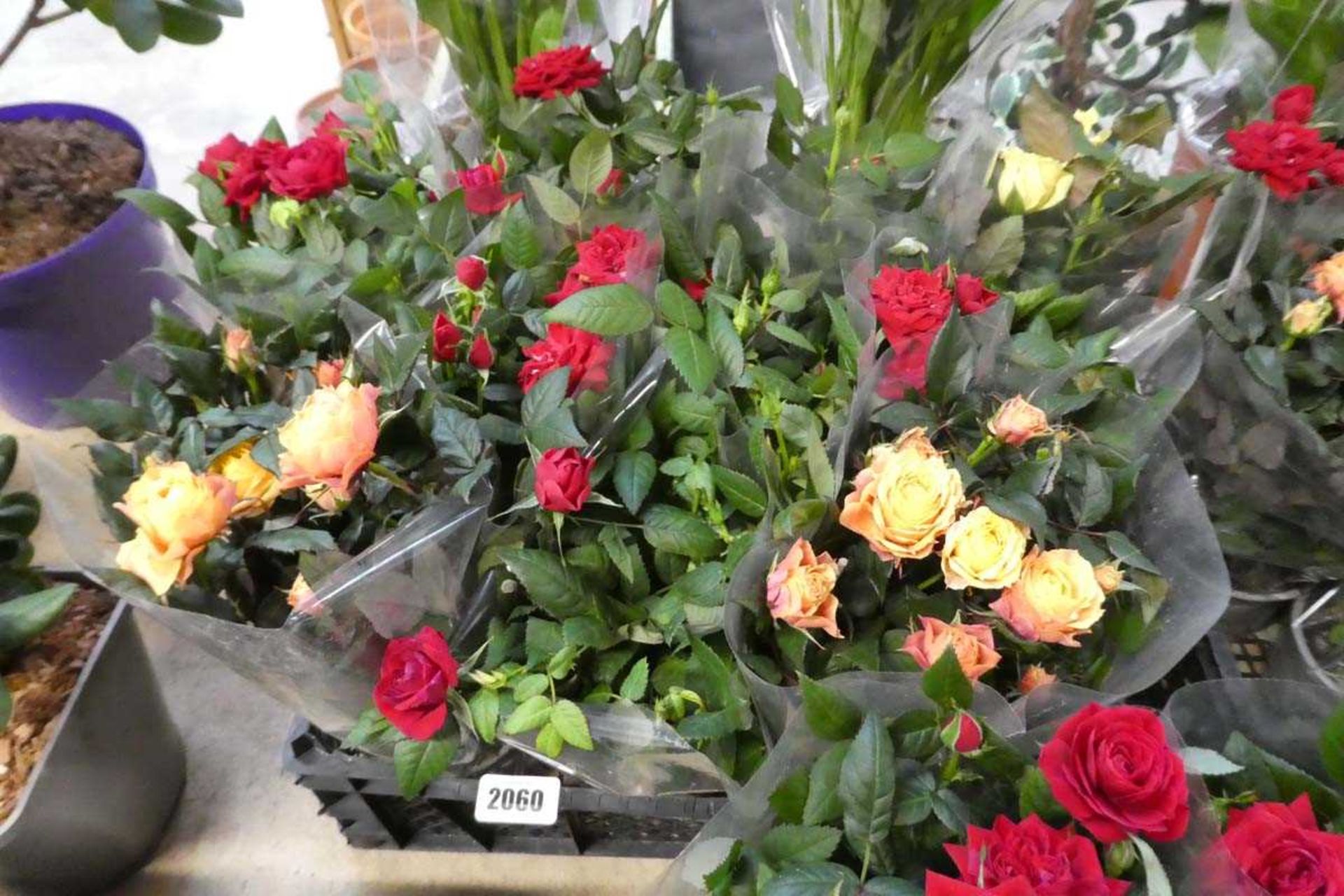 Tray containing 9 potted roses