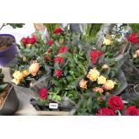 Tray containing 9 potted roses