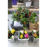 Pre-planted patio tub containing holly tree and Husky primulas