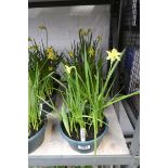 3 pots of Tete a Tete Narcissus