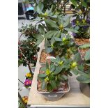 3 potted rhododendron shrubs