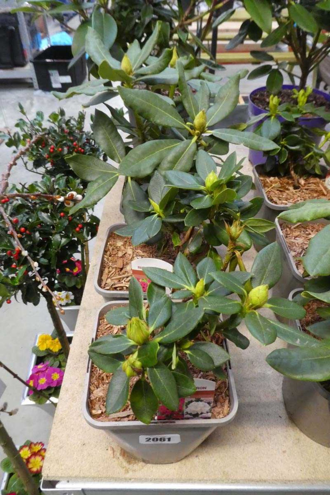 3 potted rhododendron shrubs
