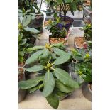 3 potted rhododendron shrubs