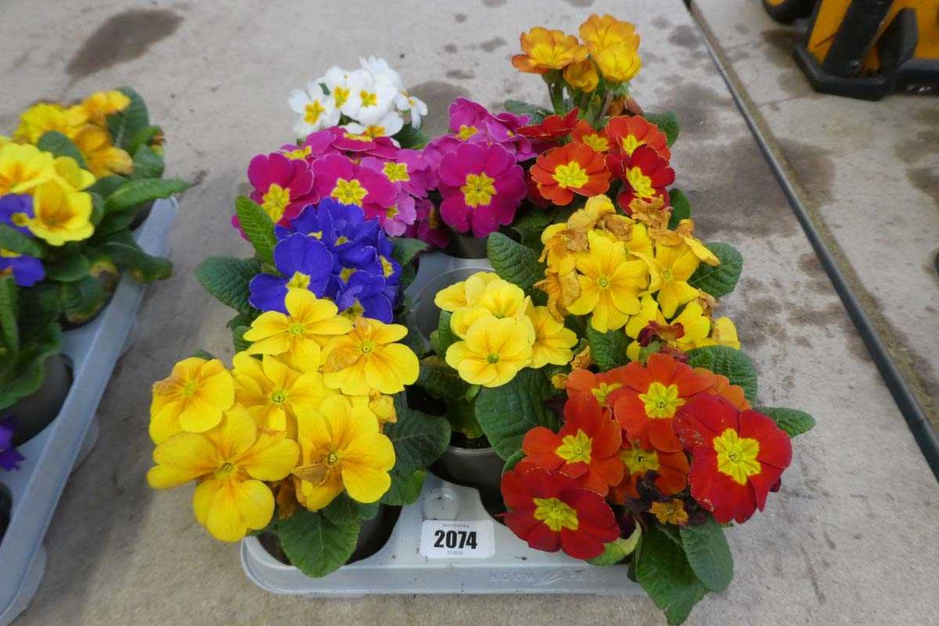 Tray containing 10 pots of mixed coloured primroses