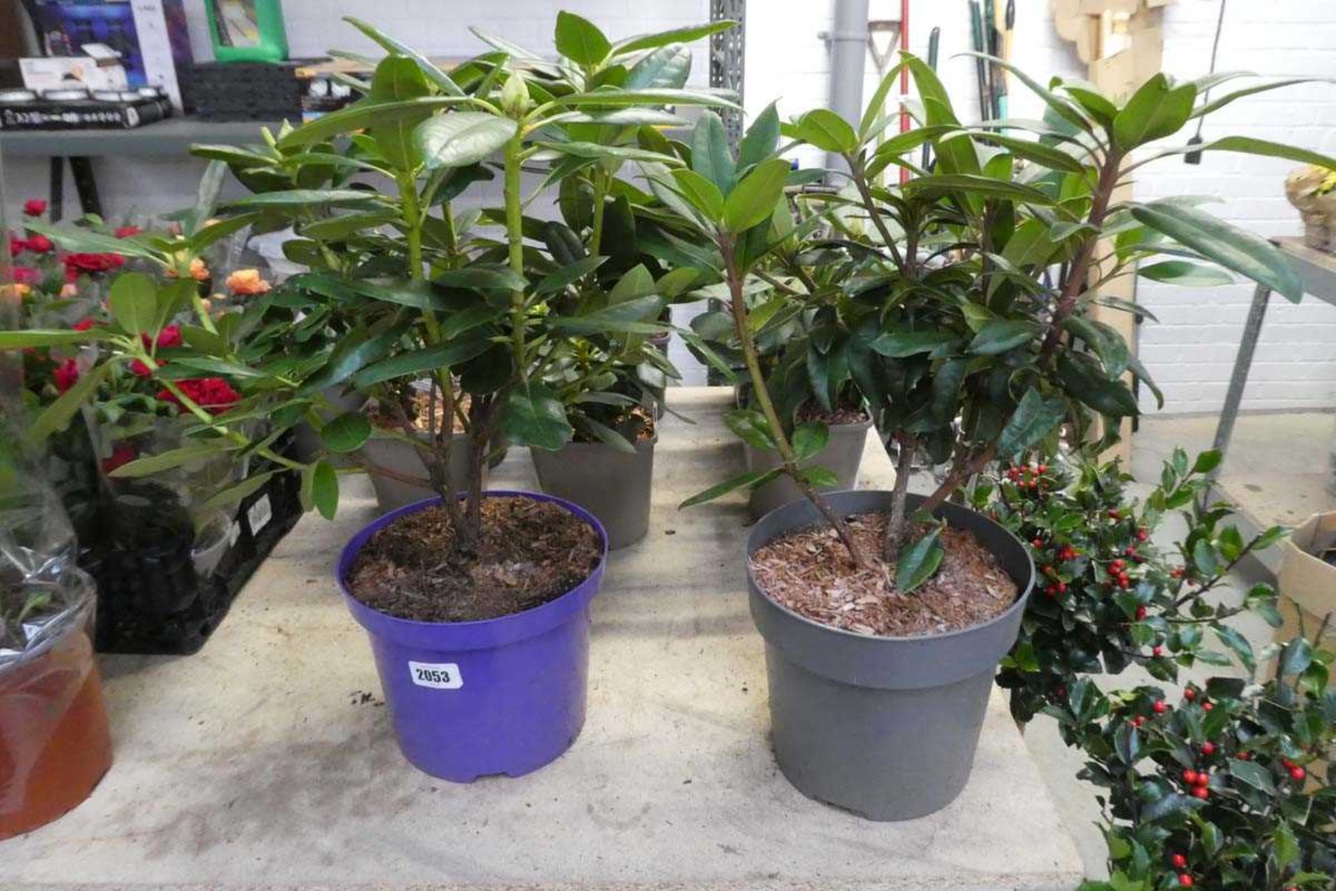 Pair of potted large rhododendrons