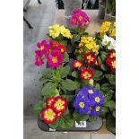 Tray containing 8 pots of primulas