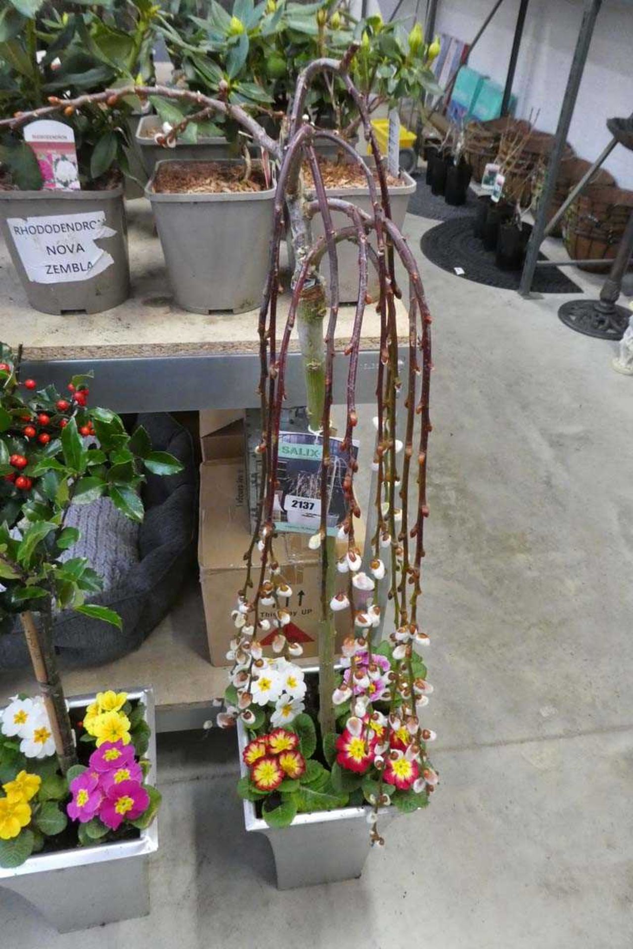 Catkin willow tree in pot with 4 planted Husky primulas