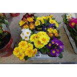 Tray containing 10 pots of mixed coloured primroses