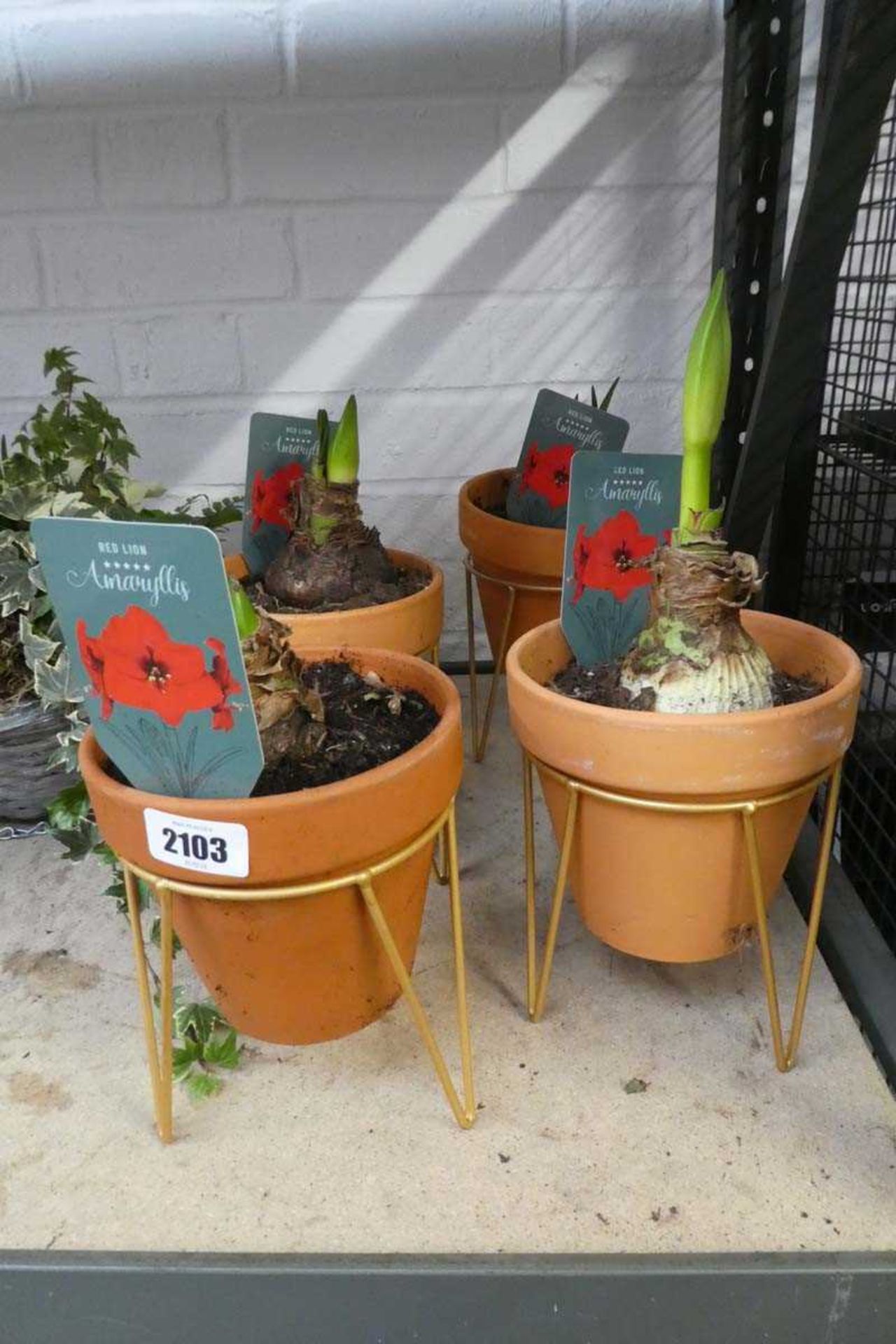 4 Red Lion Amaryllis in terracotta pots on stands