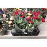 Tray containing 9 potted roses