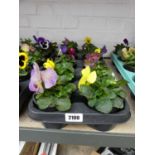 Tray containing 10 potted pansies