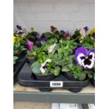 Tray containing 10 potted pansies