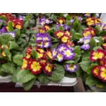 Tray containing 8 pots of primulas