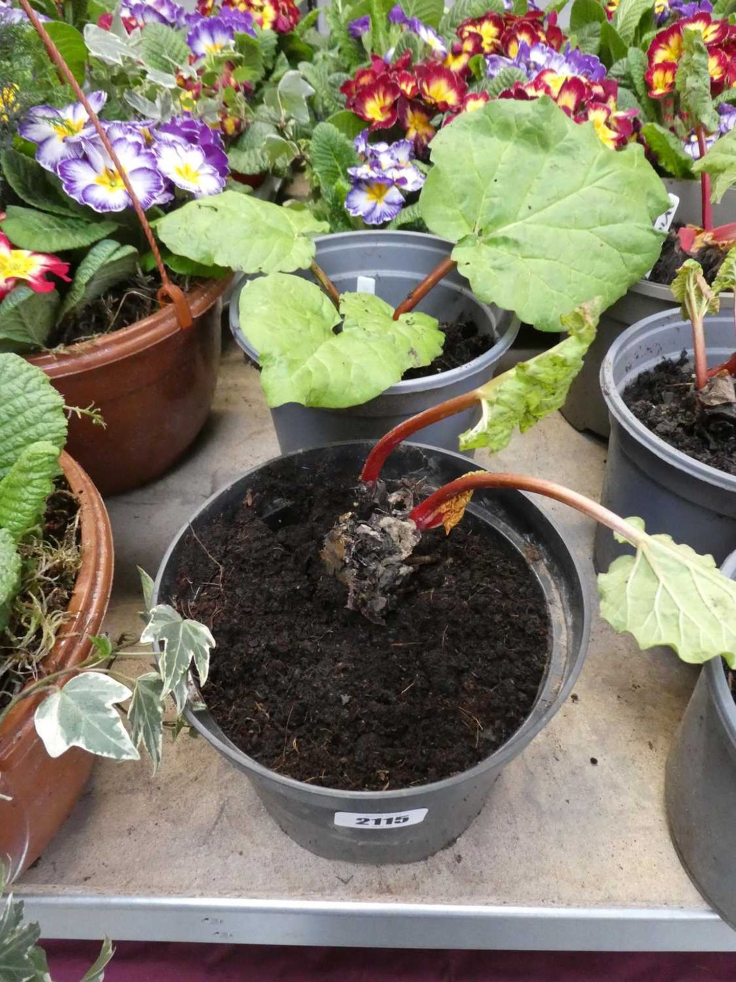 2 pots of Victoria rhubarb