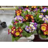 Tray containing 8 pots of primulas