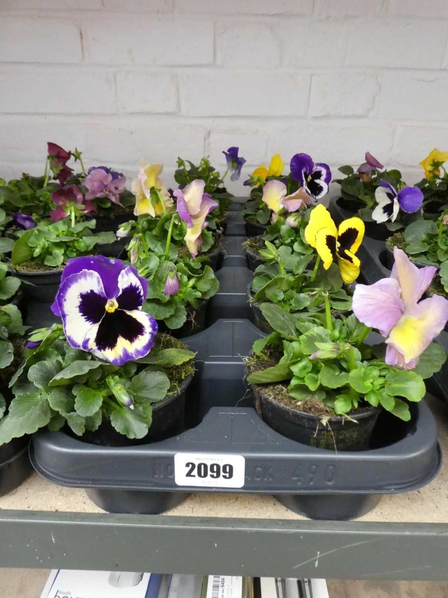 Tray containing 10 potted pansies