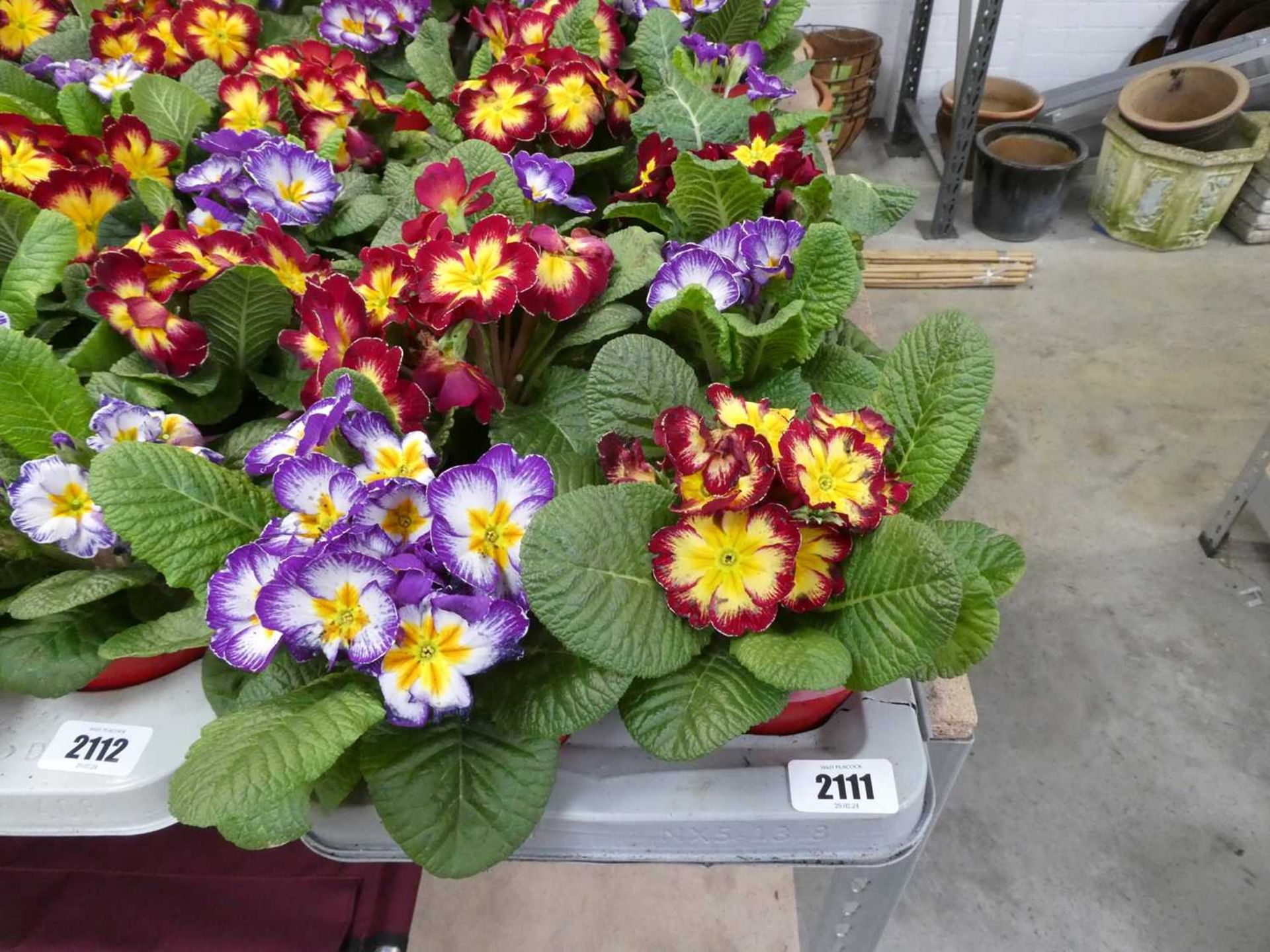 Tray containing 8 pots of primulas - Image 2 of 2