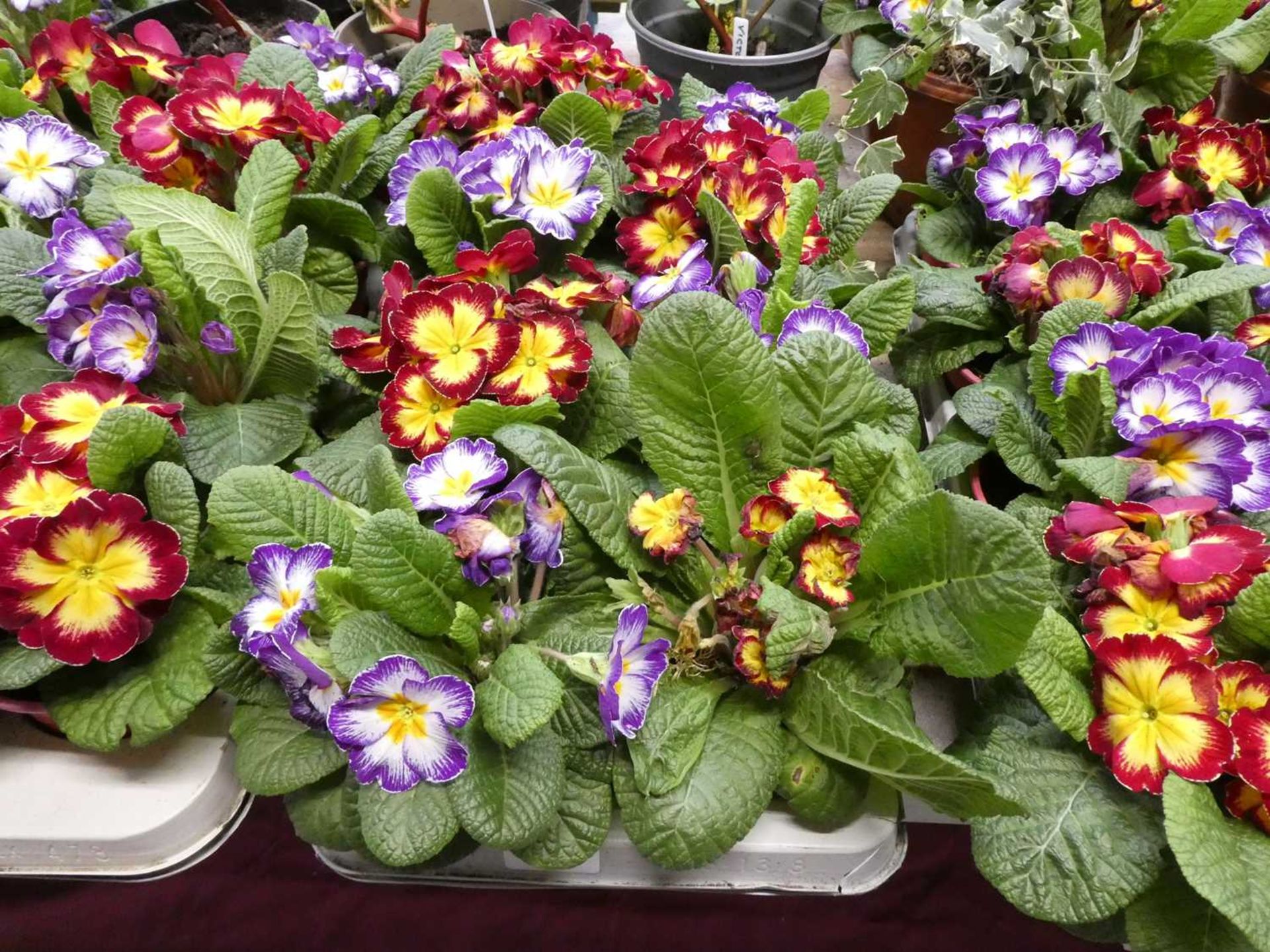 Tray containing 8 pots of primulas