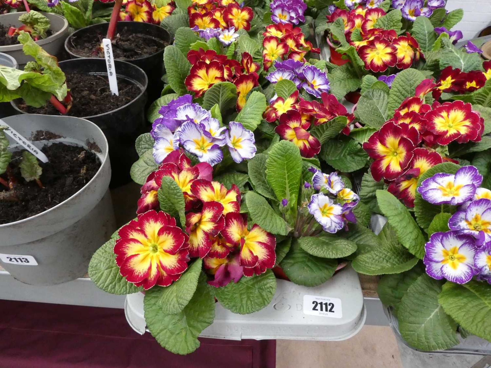 Tray containing 8 pots of primulas