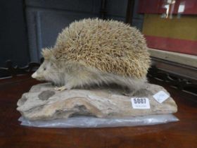 Taxidermists albino hedgehog