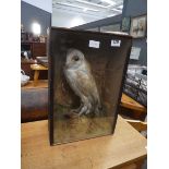 Victorian taxidermy barn owl