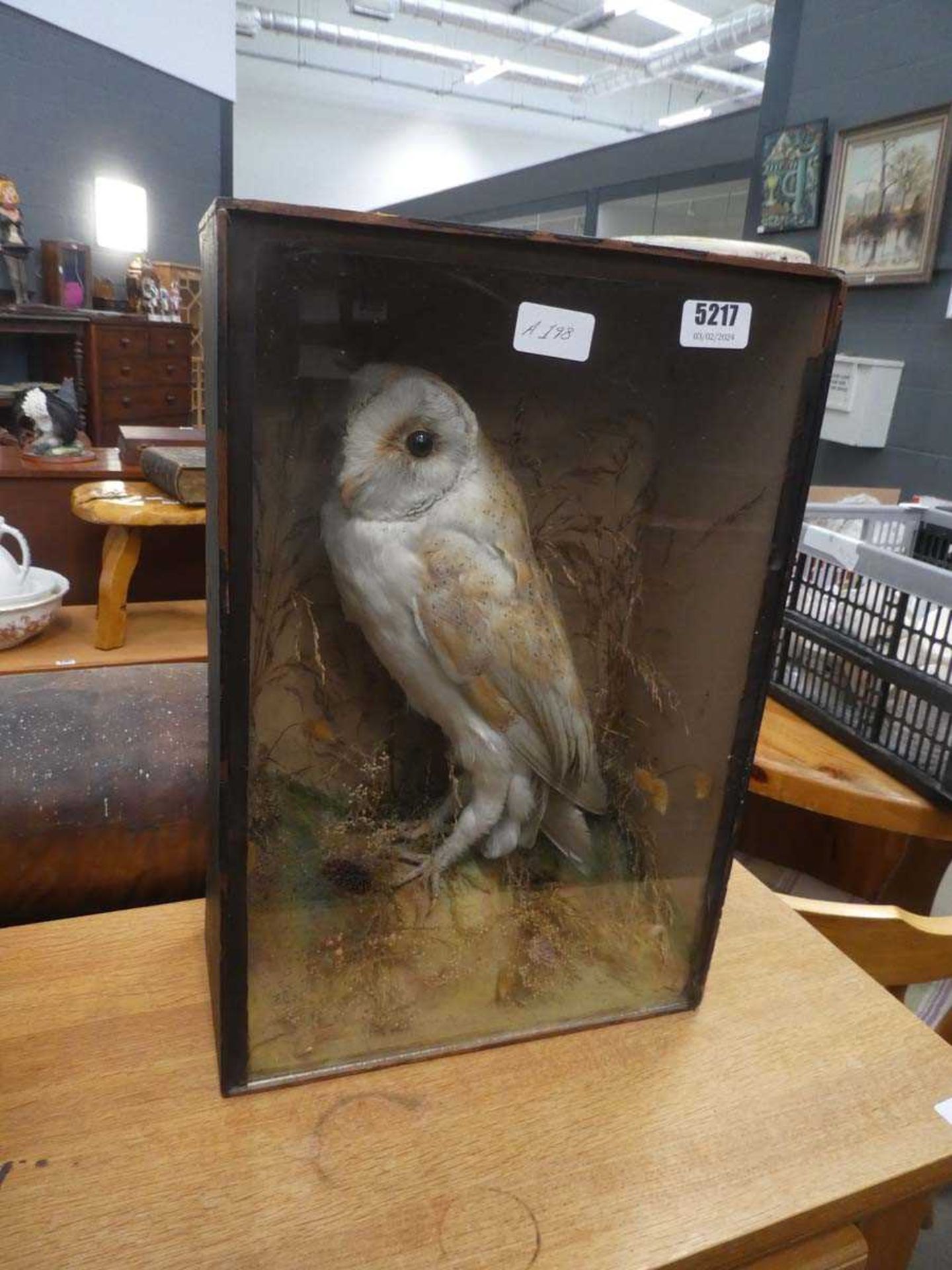 Victorian taxidermy barn owl