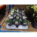 Tray of Viola plants