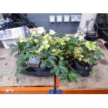 Tray of Helleborus plants