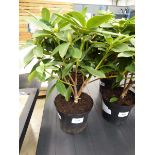 +VAT Large rhododendron plant