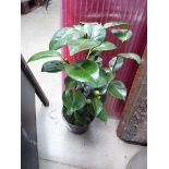 +VAT Camellia plant