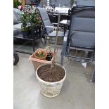 Fig plant and various other potted plants