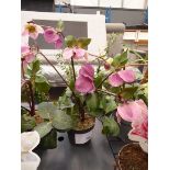 +VAT Helleborus plant