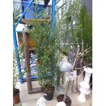 +VAT Large potted ceanothus