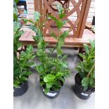 +VAT Potted laurel