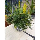 +VAT Potted yellow genista plant