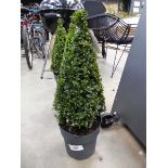 +VAT Topiary buxus