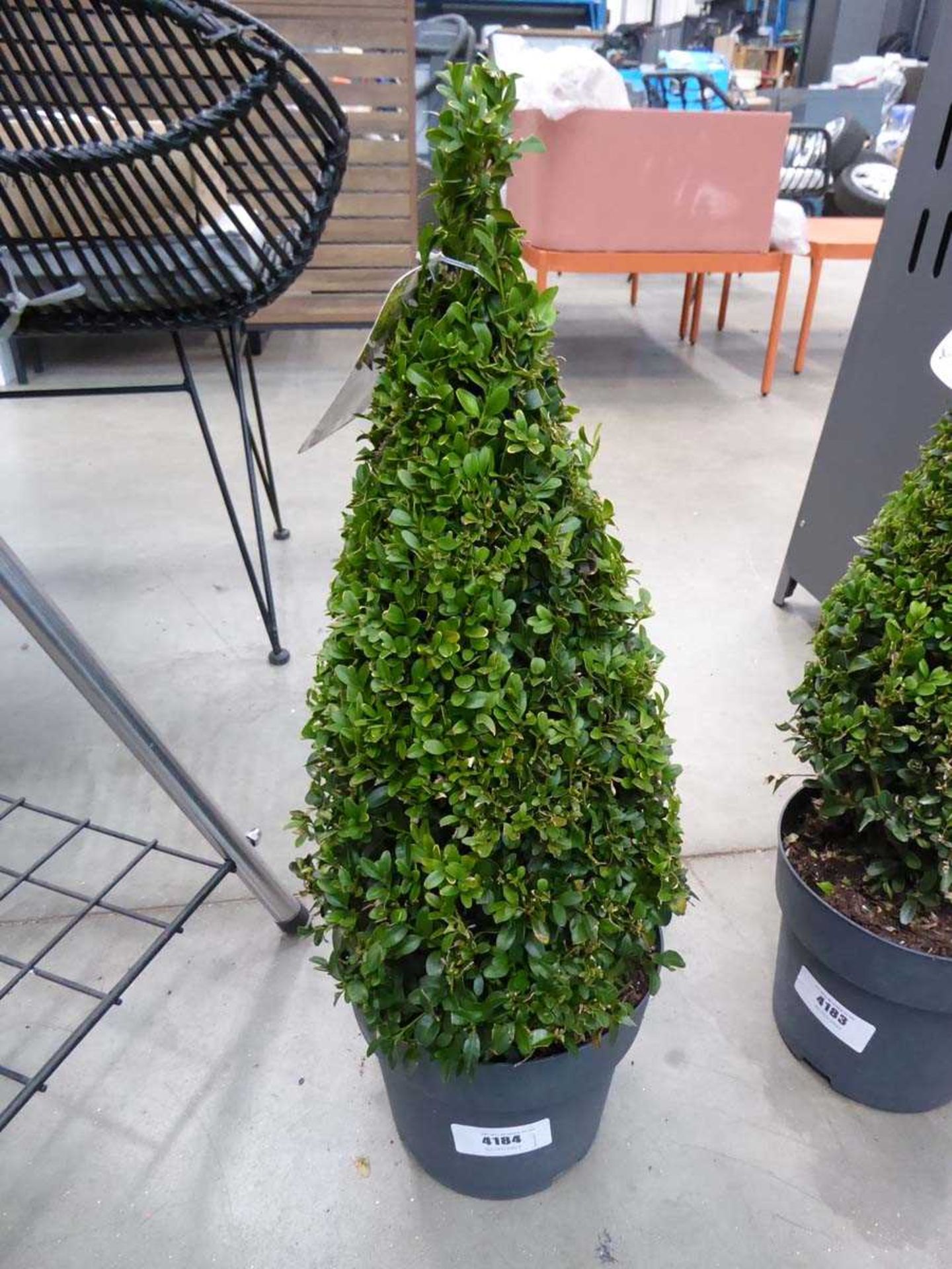+VAT Topiary buxus