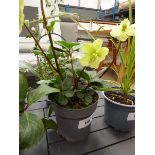 +VAT Helleborus plant