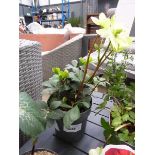 +VAT Helleborus plant