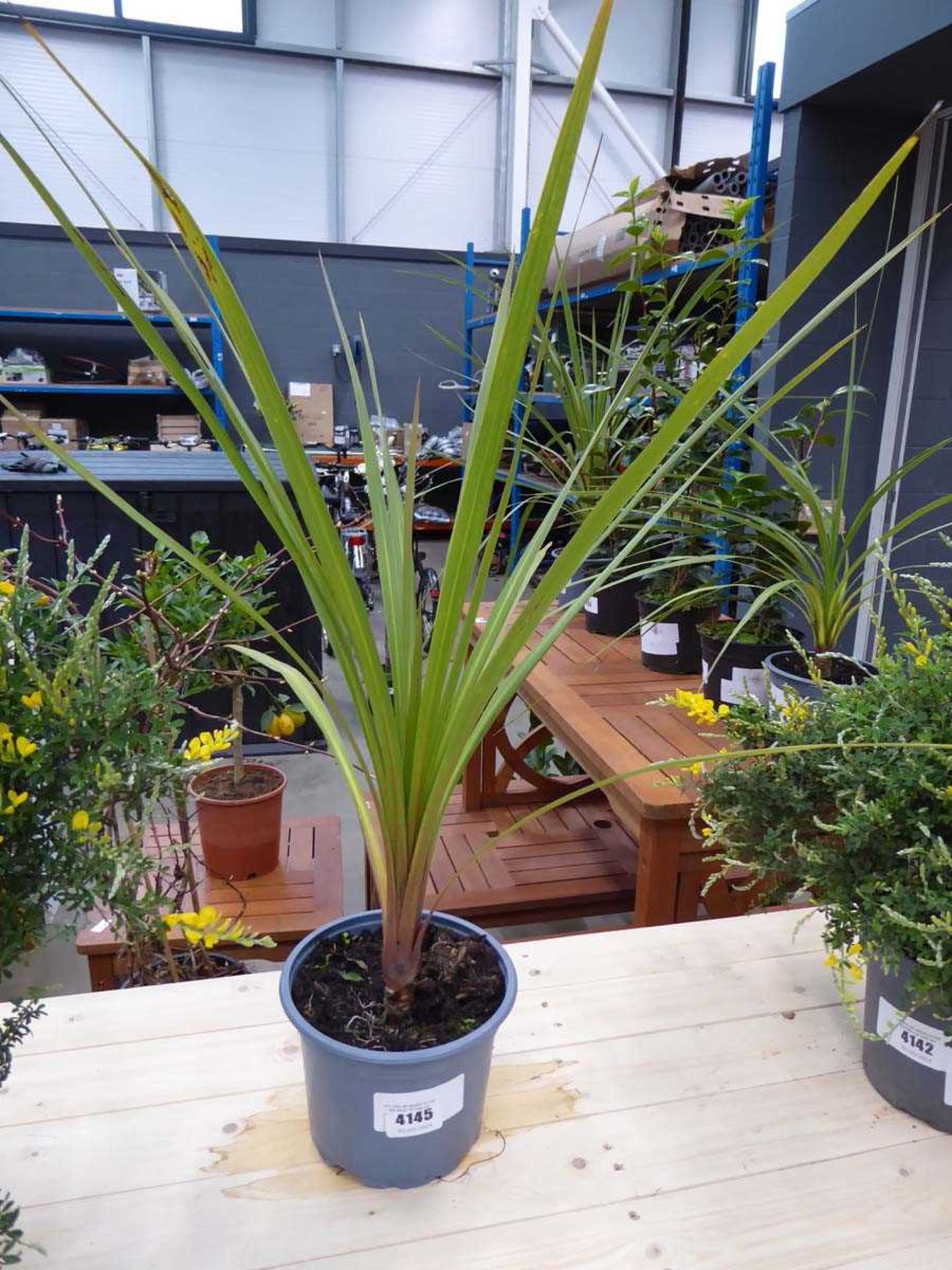 +VAT Potted cordyline