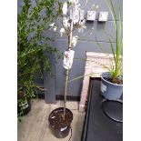 +VAT Potted magnolia