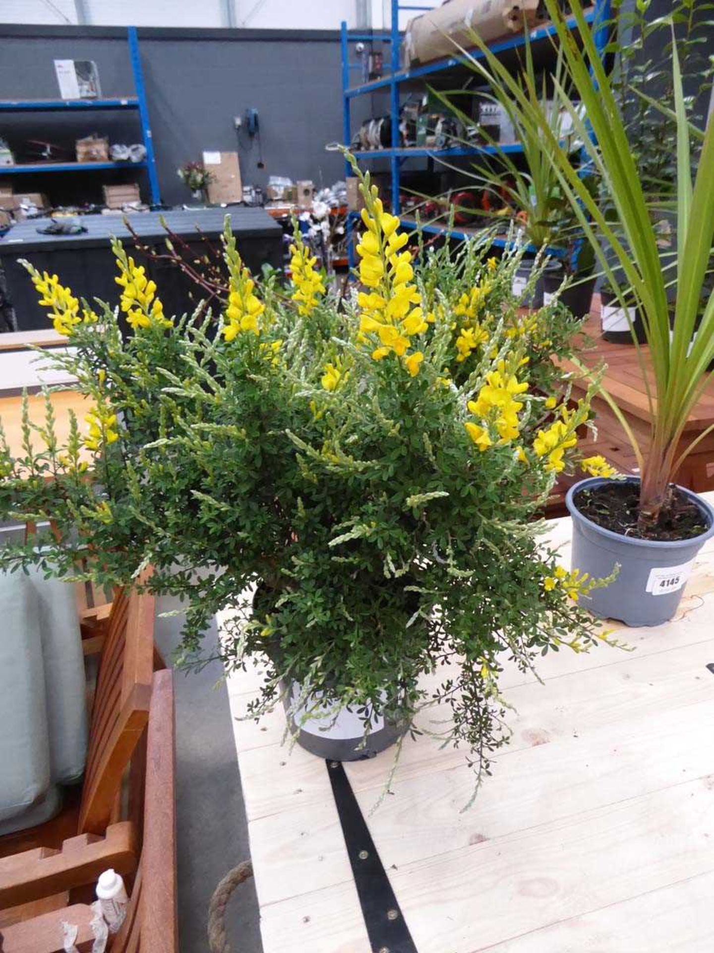 +VAT Potted yellow genista plant