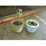 4 plastic red pots with plants