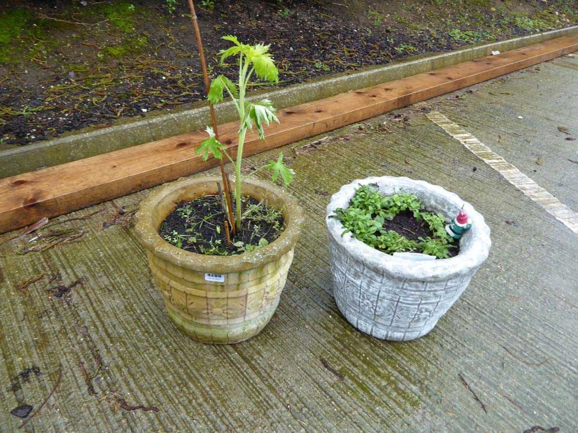 4 plastic red pots with plants